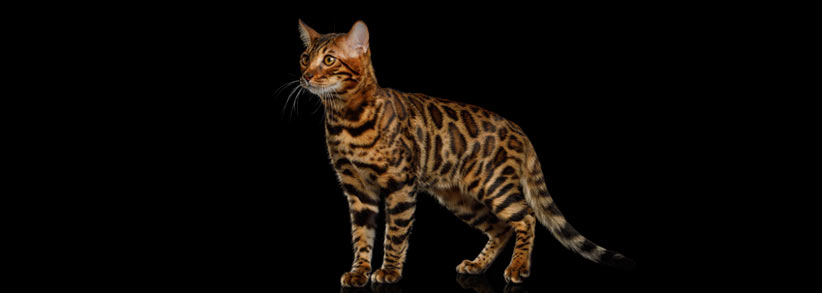 Are you missing the most cost-effective way to promote your product?