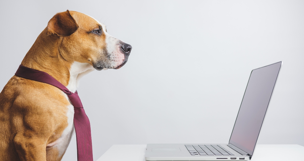 Dog with a tie performing website audit