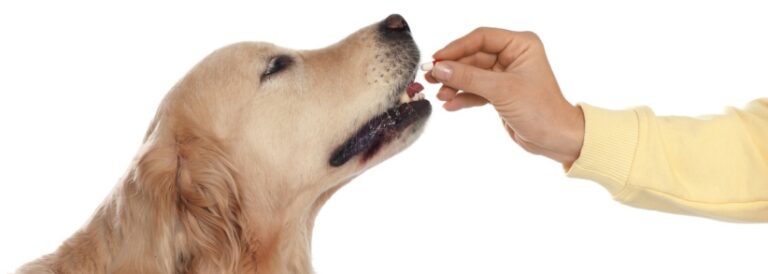 We’re looking for pet wellness product innovators